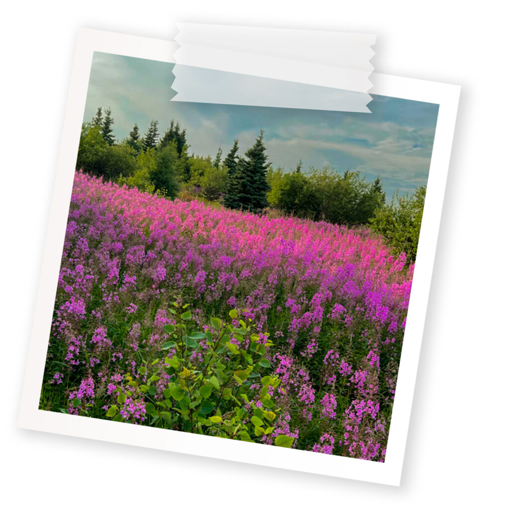 A polaroid of A group of pink flowers around the Chisasibi area.