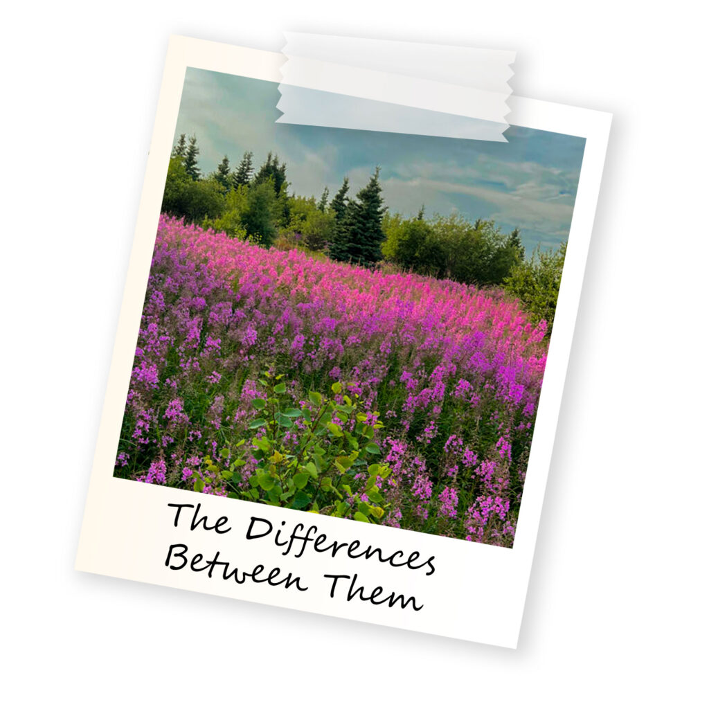 A polaroid of A group of pink flowers around the Chisasibi area with the text The Differences Between Them written in a handwritten font.