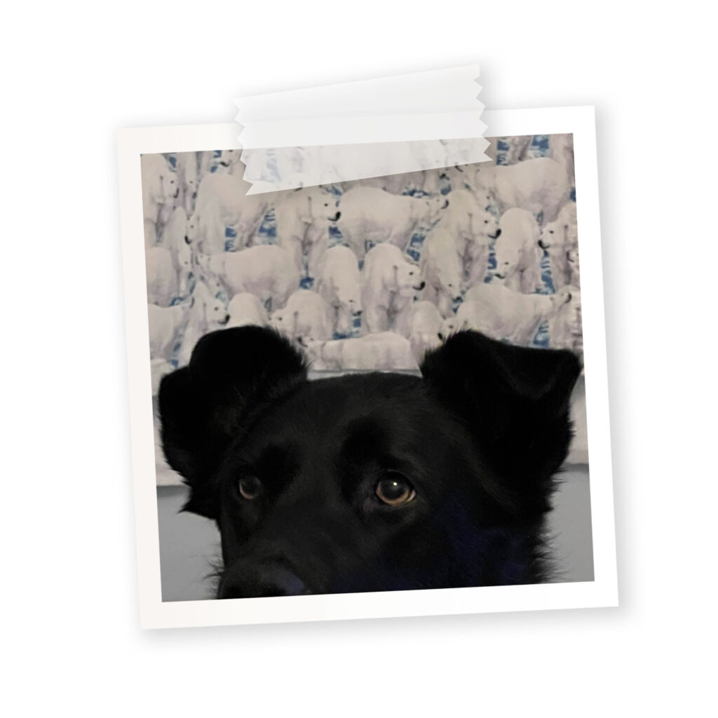A polaroid picture of a black lab peeking over the dinner table.